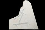 Rare, Partial Fossil Pterosaur Wing - Solnhofen Limestone #89501-3